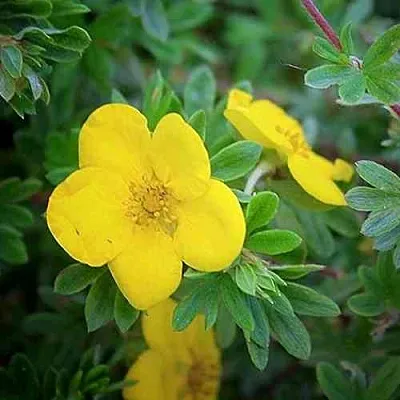 Лапчатка ГОЛДСТАР кустарниковая  Лапчатка ГОЛДСТАР кустарниковая в Туле