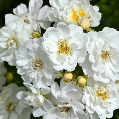 Саженцы роз ГИРЛЯНДА ДЕ АМУР мускусная в Туле