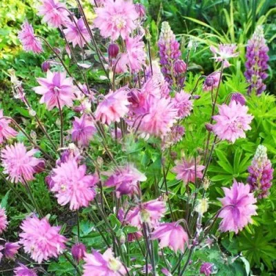 Аквилегия БАРЛОУ ПИНК гибрид МакКаны в Туле