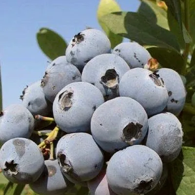 Голубика ЦУКЕР ТРАУБЕ в Туле