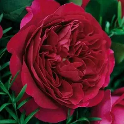 Саженцы роз КЕЙТ английская  Саженцы роз КЕЙТ английская в Туле