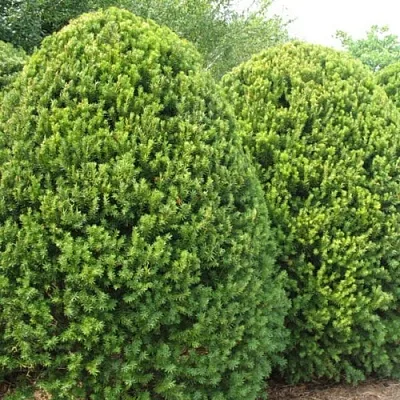 Тис  Тис в Туле