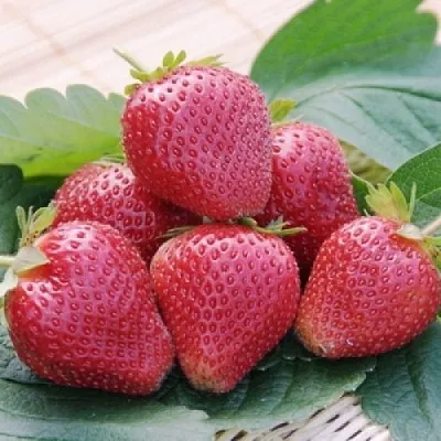 Клубника ВИМА КСИМА  Клубника ВИМА КСИМА в Туле