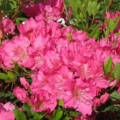 Азалия КИРСТИН японская  Азалия КИРСТИН японская в Туле