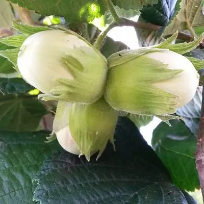 Фундук ЮННАТ в Туле