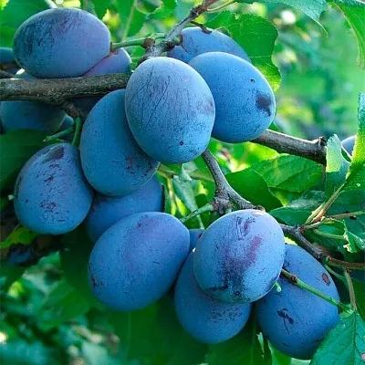 Синяя  в Туле