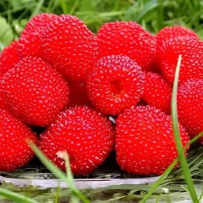 Саженцы малины тибетской (розолистной) Саженцы малины тибетской (розолистной)