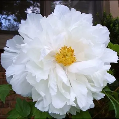 Пион БЕЛЫЙ НЕФРИТ древовидный в Туле