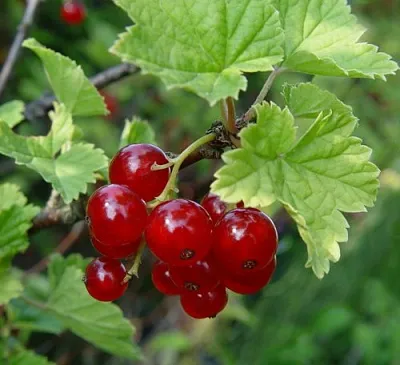 Смородина альпийская ШМИДТ  Смородина альпийская ШМИДТ в Туле