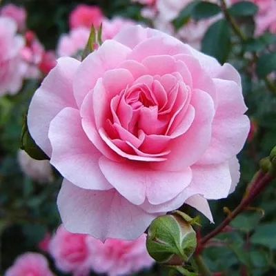 Саженцы роз БОНИКА флорибунда  Саженцы роз БОНИКА флорибунда в Туле