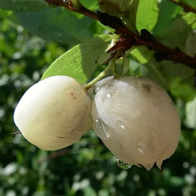 Голубика СНЕГУРОЧКА в Туле