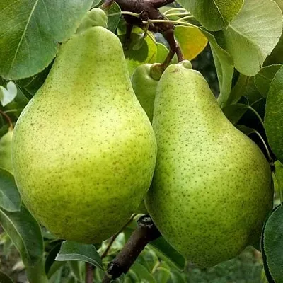 Груша НОЯБРЬСКАЯ ЗИМНЯЯ в Туле