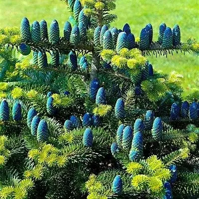 Пихта корейская   Пихта корейская  в Туле