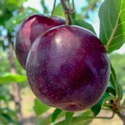 Слива АНЖЕЛИНО  Слива АНЖЕЛИНО в Туле