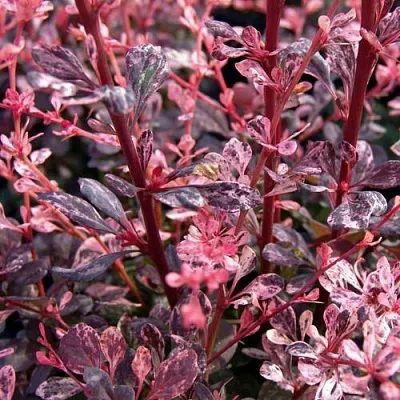 Барбарис АРЛЕКИН тунберга в Туле