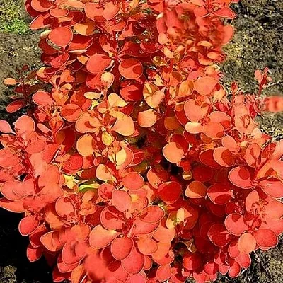 Барбарис ОРАНЖ ФАЙЕР тунберга в Туле