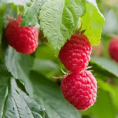 Малина МАРАВИЛЛА  Малина МАРАВИЛЛА в Туле