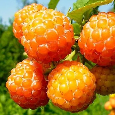 Жёлтая  Жёлтая в Туле