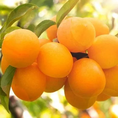 Слива МАРА  Слива МАРА в Туле