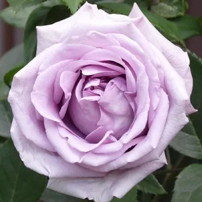 Саженцы роз ИНДИГОЛЕТТА плетистая  Саженцы роз ИНДИГОЛЕТТА плетистая в Туле