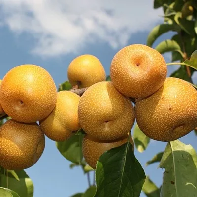 Груша азиатская Груша азиатская в Туле