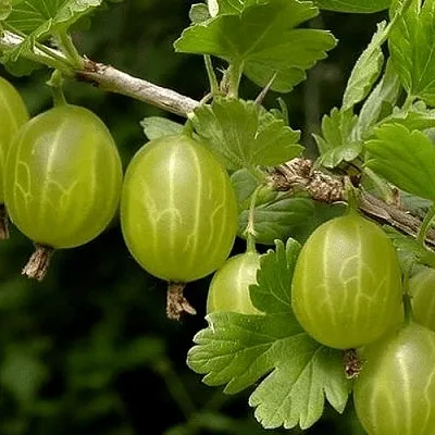 Крыжовник УРАЛЬСКИЙ БЕСШИПНЫЙ  Крыжовник УРАЛЬСКИЙ БЕСШИПНЫЙ в Туле