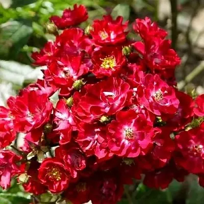 Саженцы роз АЛЬБЕРИХ полиантовая  Саженцы роз АЛЬБЕРИХ полиантовая в Туле