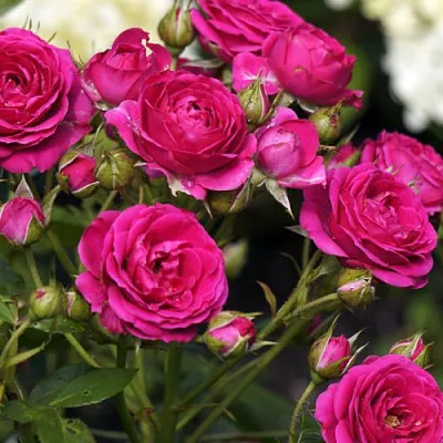 Саженцы роз БЕБИ КРИМСОН миниатюрная  Саженцы роз БЕБИ КРИМСОН миниатюрная в Туле