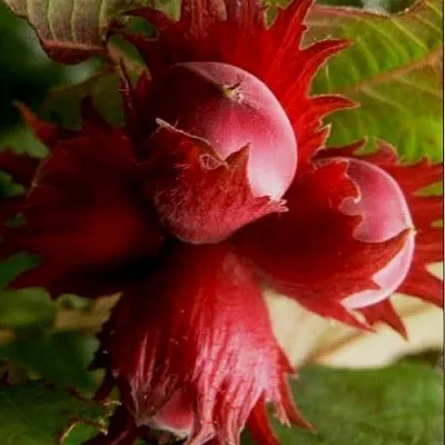 Фундук БАГРЯНЕЦ в Туле