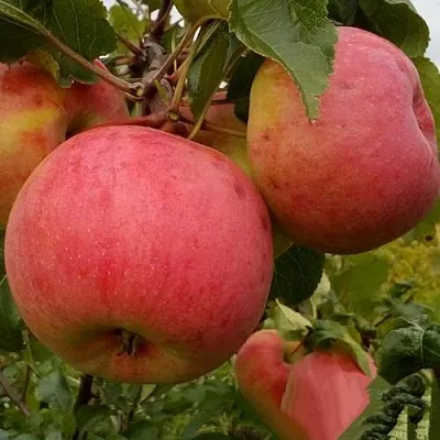 Яблоня БОЛОТОВСКОЕ в Туле