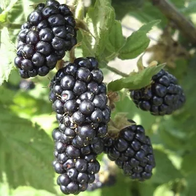 Ежемалина МАРИОН  Ежемалина МАРИОН в Туле