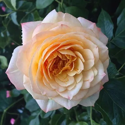 Саженцы роз АБЕЙ ДЕ СЕНТ-АМАН шраб  Саженцы роз АБЕЙ ДЕ СЕНТ-АМАН шраб в Туле