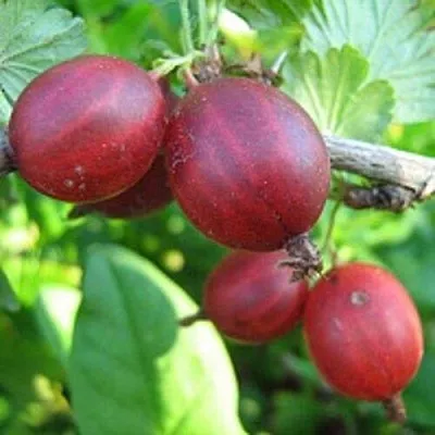 Крыжовник ЩЕДРЫЙ  Крыжовник ЩЕДРЫЙ в Туле