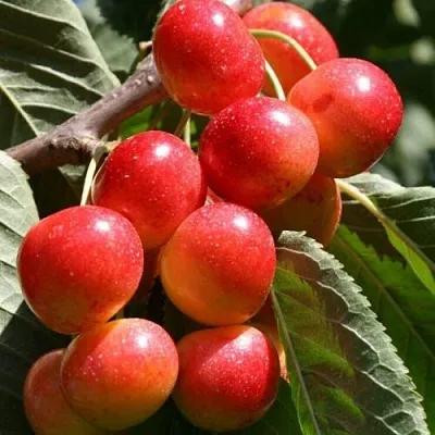 Черешня ГАСТИНЕЦ  Черешня ГАСТИНЕЦ в Туле