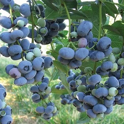 Голубика ЛИБЕРТИ в Туле