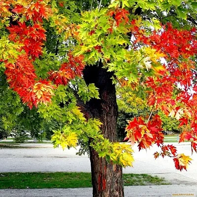 Клен в Туле