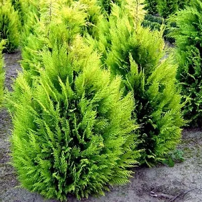 Кипарисовик ИВОНЕ лавсана  Кипарисовик ИВОНЕ лавсана в Туле