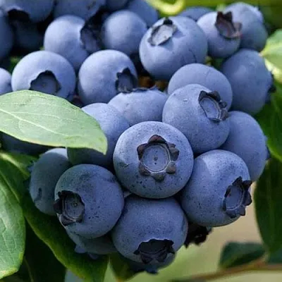 Голубика СПАРТАН в Туле