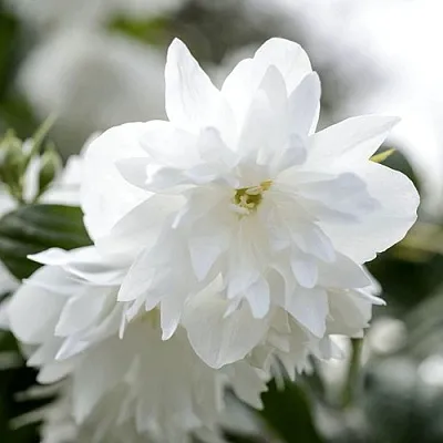 Жасмин МИНЕСОТА СНОУФЛЕЙК  Жасмин МИНЕСОТА СНОУФЛЕЙК в Туле