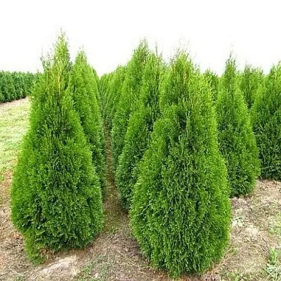 Туя СМАРАГД западная в Туле