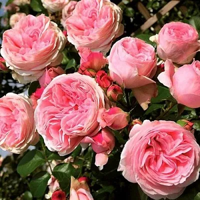 Саженцы роз ДЖАРДИНА плетистая  Саженцы роз ДЖАРДИНА плетистая в Туле