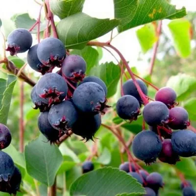 Ирга ПРИНЦ ВИЛЬЯМ — описание сорта Ирга ПРИНЦ ВИЛЬЯМ в Туле