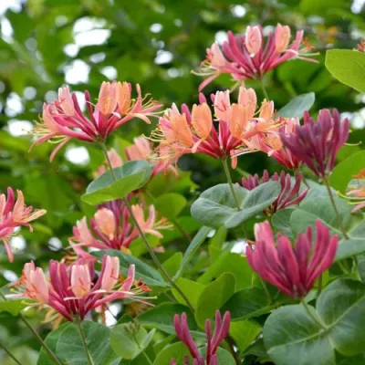 Жимолость ГЕКРОТА в Туле