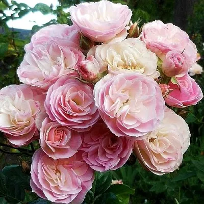 Саженцы роз БУКЕТ ПАРФЕ мускусная в Туле