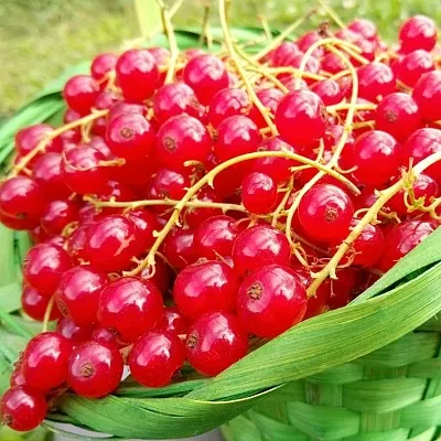 Красная  Красная в Туле