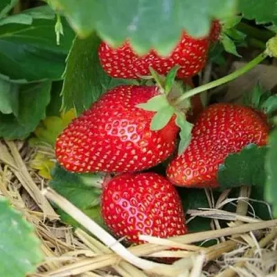 Клубника МОНТЕРЕЙ ремонтантная в Туле