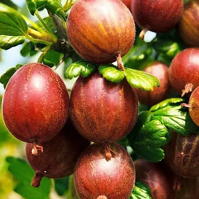 Крыжовник ШЕРШНЕВСКИЙ  Крыжовник ШЕРШНЕВСКИЙ в Туле