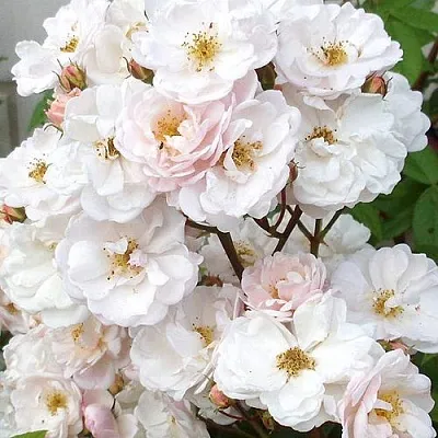 Мускусная в Туле