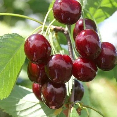 Черешня ОВСТУЖЕНКА  Черешня ОВСТУЖЕНКА в Туле