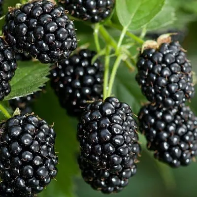 Ежевика ЧЕРНАЯ МАГИЯ ремонтантная  Ежевика ЧЕРНАЯ МАГИЯ ремонтантная в Туле